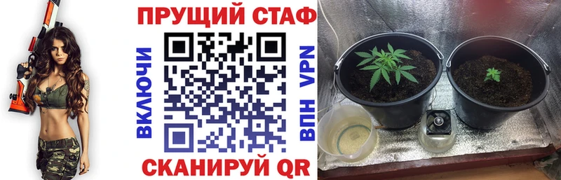 Конопля Кудрово